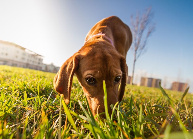 HUNDSANS Mantrailing