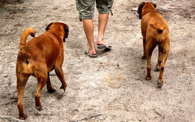 HUNDSANS Social Walk