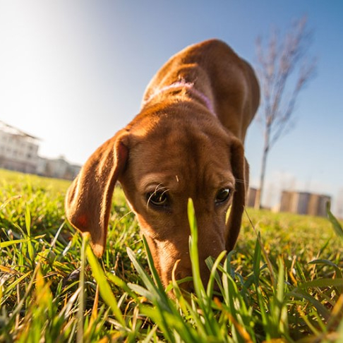 Hund schnüffelt am Boden beim Spaziergang