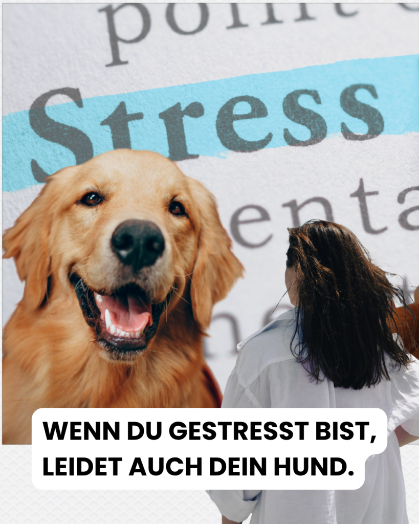 gestresster mensch gestresster hund