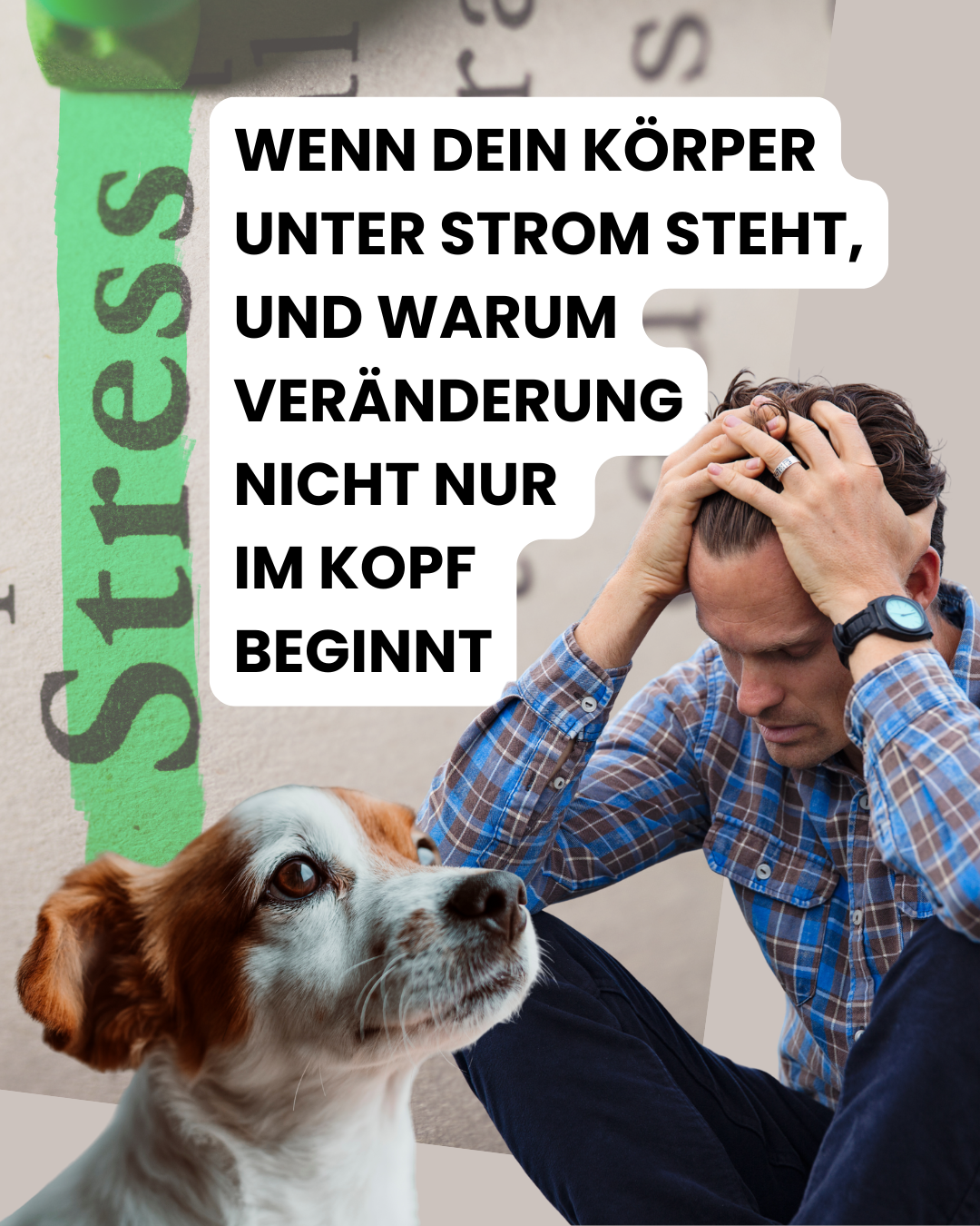 Wenn dein Körper unter Strom steht: Stress im Mensch-Hund-System