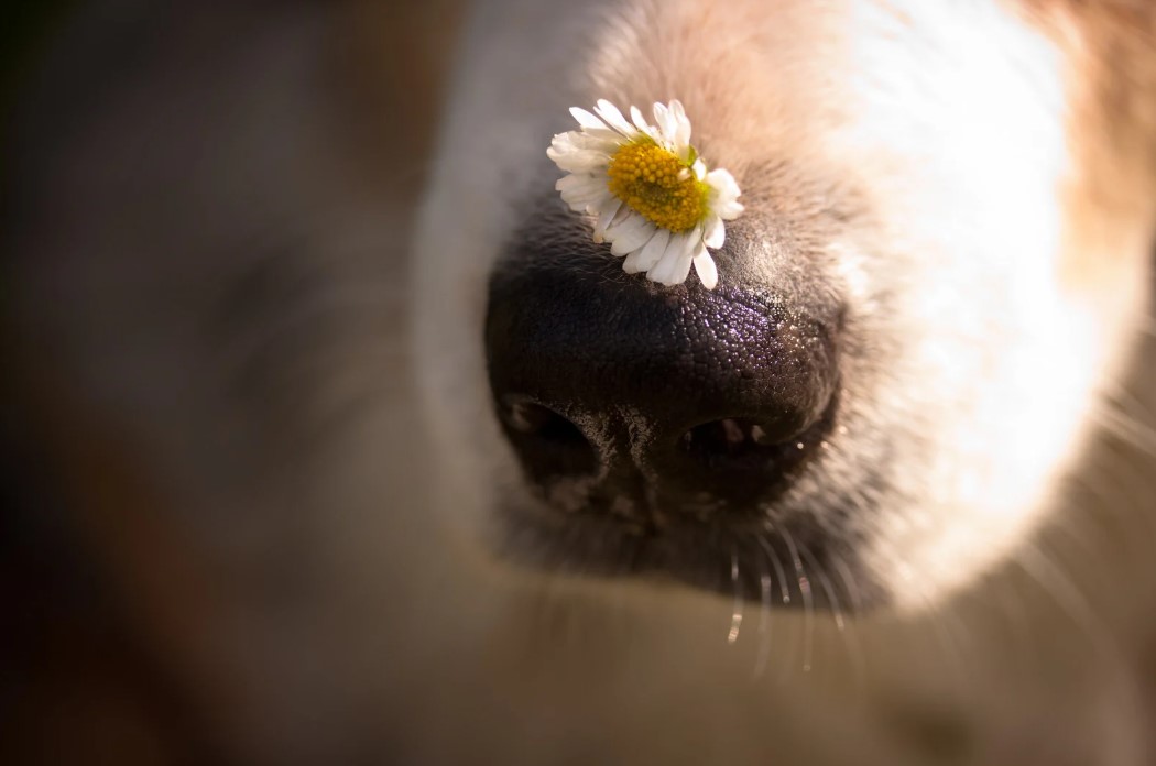Hundenase beim Mantrailing - Hund folgt einer Geruchsspur