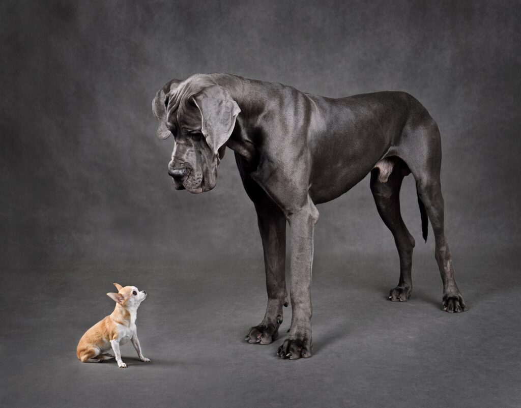 Hund trifft Hund